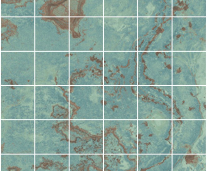 Zinc Green Nat Mos 5X5 30X30